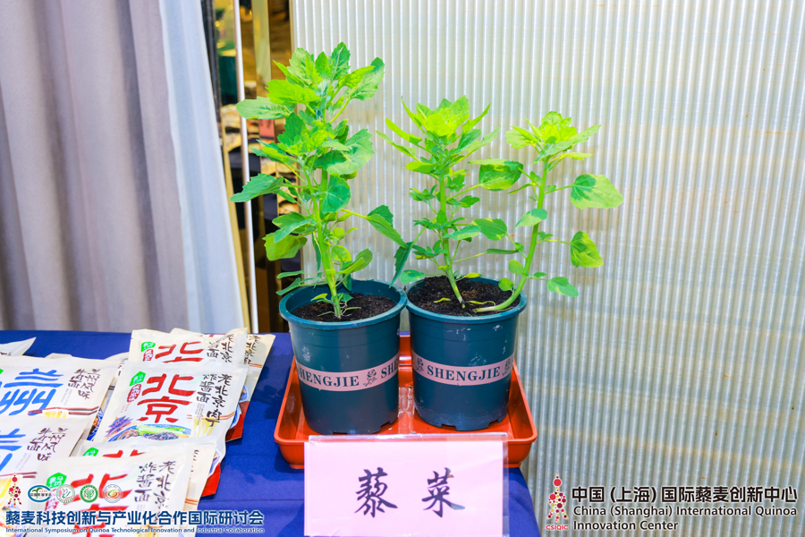 198元一斤的藜麦菜上线即秒空轻食碗里的“黄金颗粒”还能这样吃？(图2)