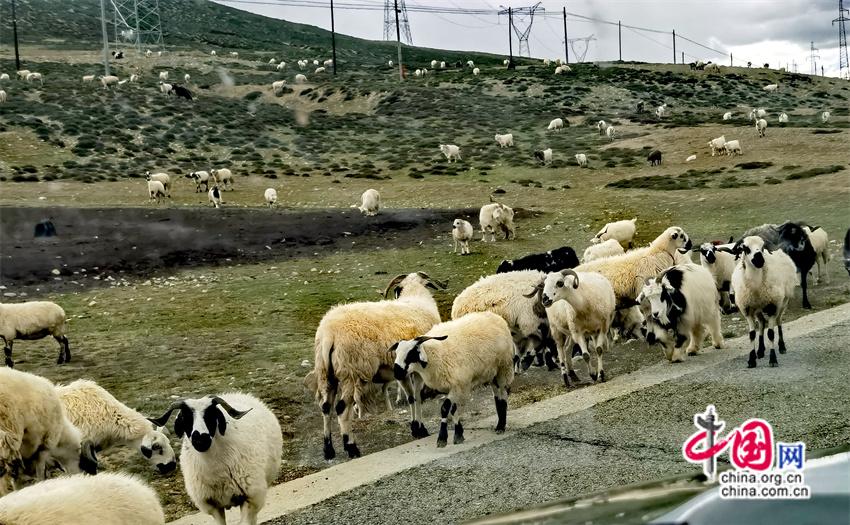 高舜礼：蹚出一条高原特色的旅游之路(组图)(图3)