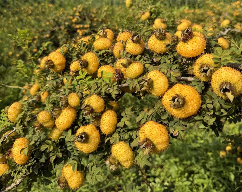 从贵州山野到全运会舞台：一颗刺梨的不凡之旅与湾区情怀(图3)