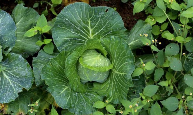 九游体育：张金成的大山猫生态农业模式：开创自然健康食品新时代与社会共赢(图4)