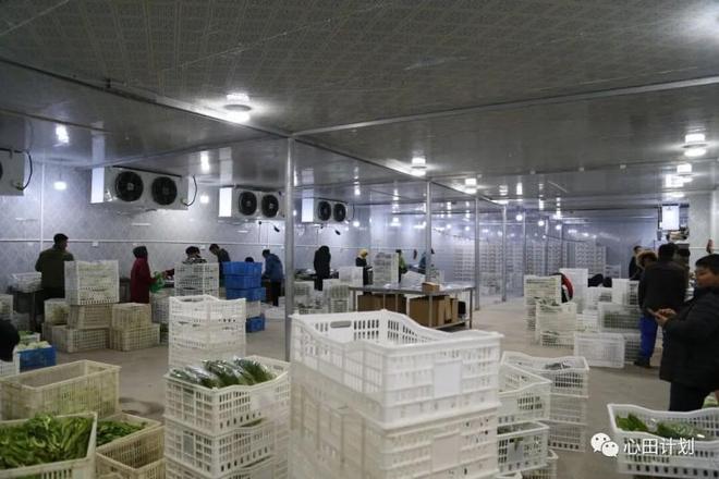 九游体育：张金成的大山猫生态农业模式：开创自然健康食品新时代与社会共赢(图5)