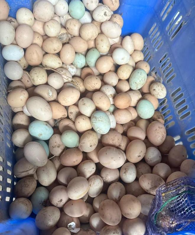 鸡蛋价格大跳水！“卖得越多亏得越多”国内部分地区已跌破“3元斤”关口(图3)