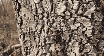 一种全网都在捧的养生饮品以为大补小心实则是糖水(图11)