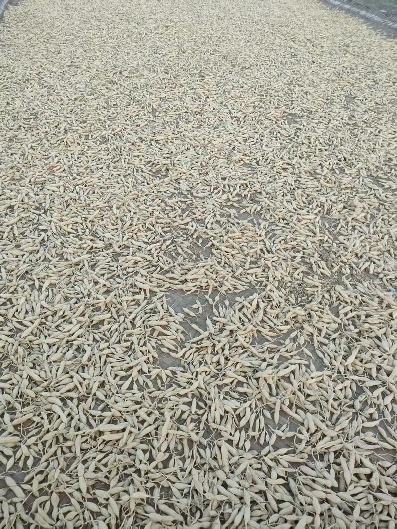 2026年2月四川优质麦冬厂家综合评估与诚信推荐(图2)