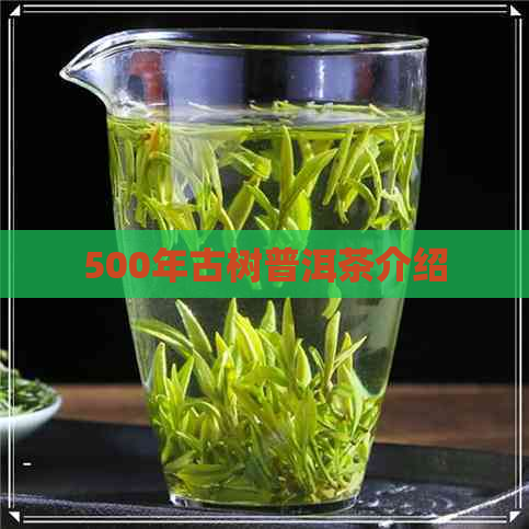500年古树普洱茶介绍(图3)